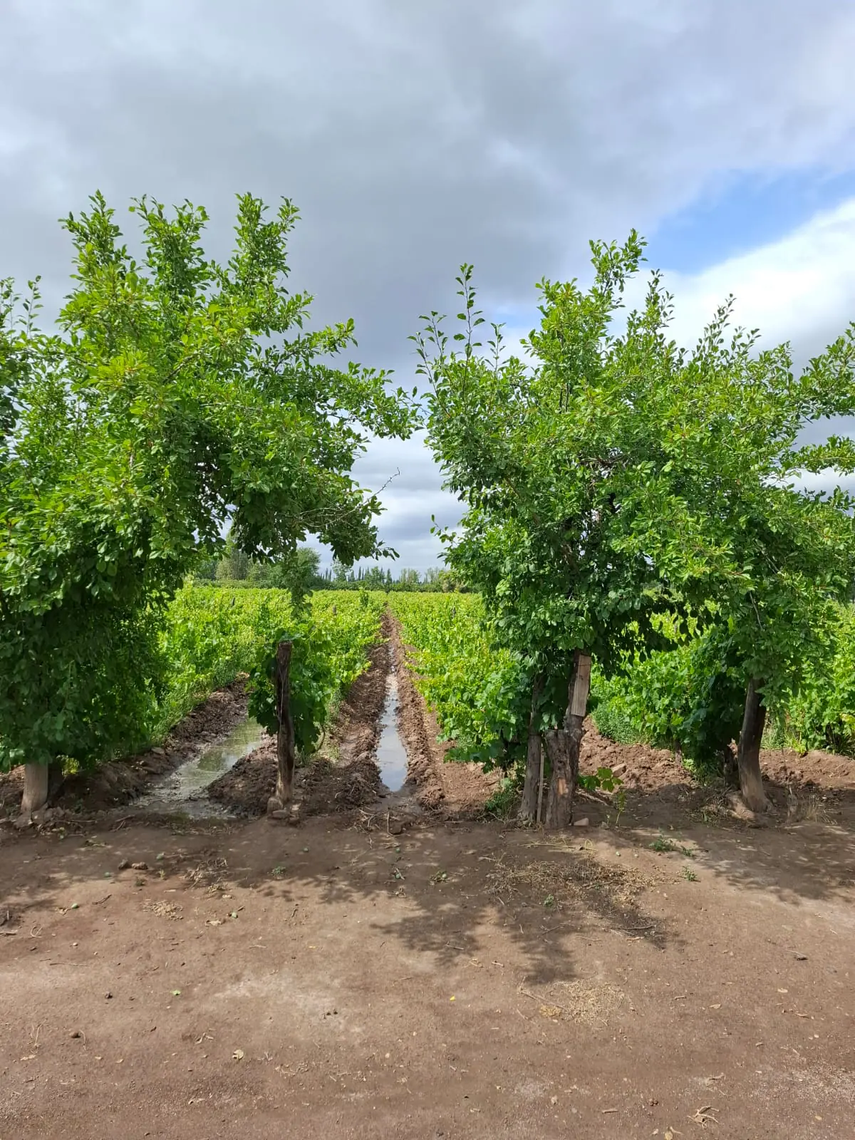 Finca productiva 1,66 ha en Cañada Seca
