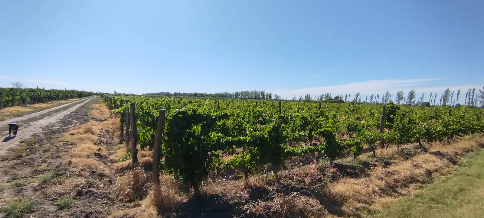 Finca productiva de 10 ha en General Alvear